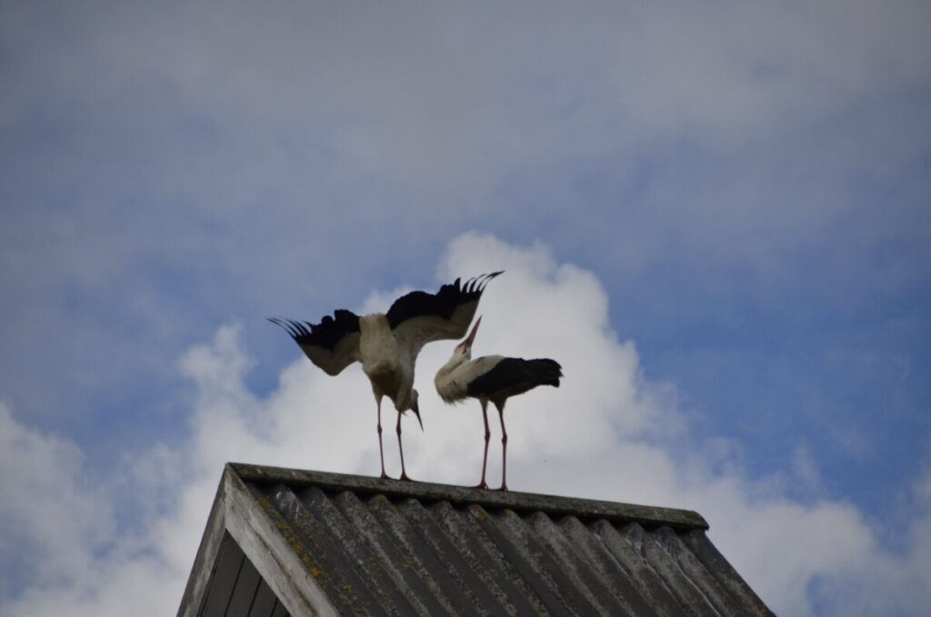 Link uudisteportaalile ERR